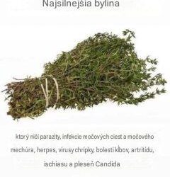 NAJSILNEJŠIA BYLINA, KTORÁ ZABÍJA PARAZITY, INFEKCIE ČRIEV A MOČOVÉHO MECHÚRA, HERPES A CHŘÍPKOVÉ VÍRUSY