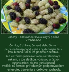 Jahody – sladkosť z detstva a skrytý poklad vo vašej záhrade…