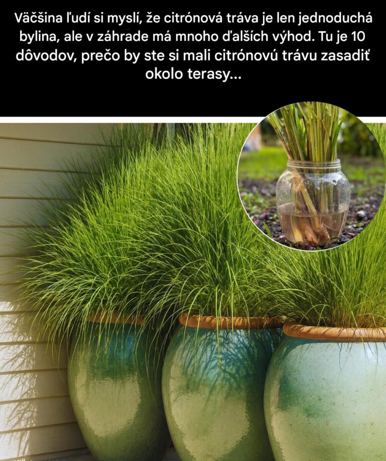 Prečo si sadiť citrónovú trávu okolo terasy? Jej výhody vás možno prekvapia.