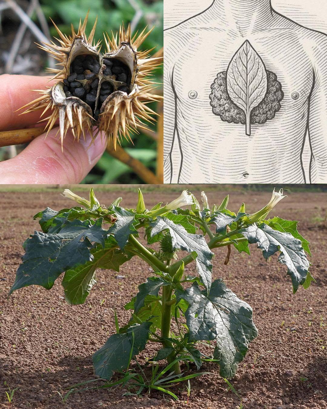 Datura stramonium: Jedovatá rastlina s hroznými účinkami