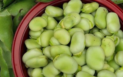 Lekári odhaľujú, že konzumácia bôbu spôsobuje… Zobraziť viac…