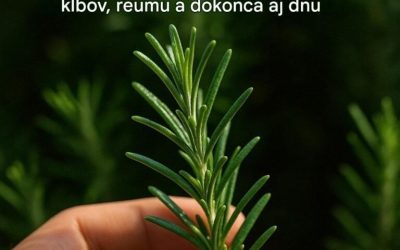 Čo rozmarín skutočne dokáže