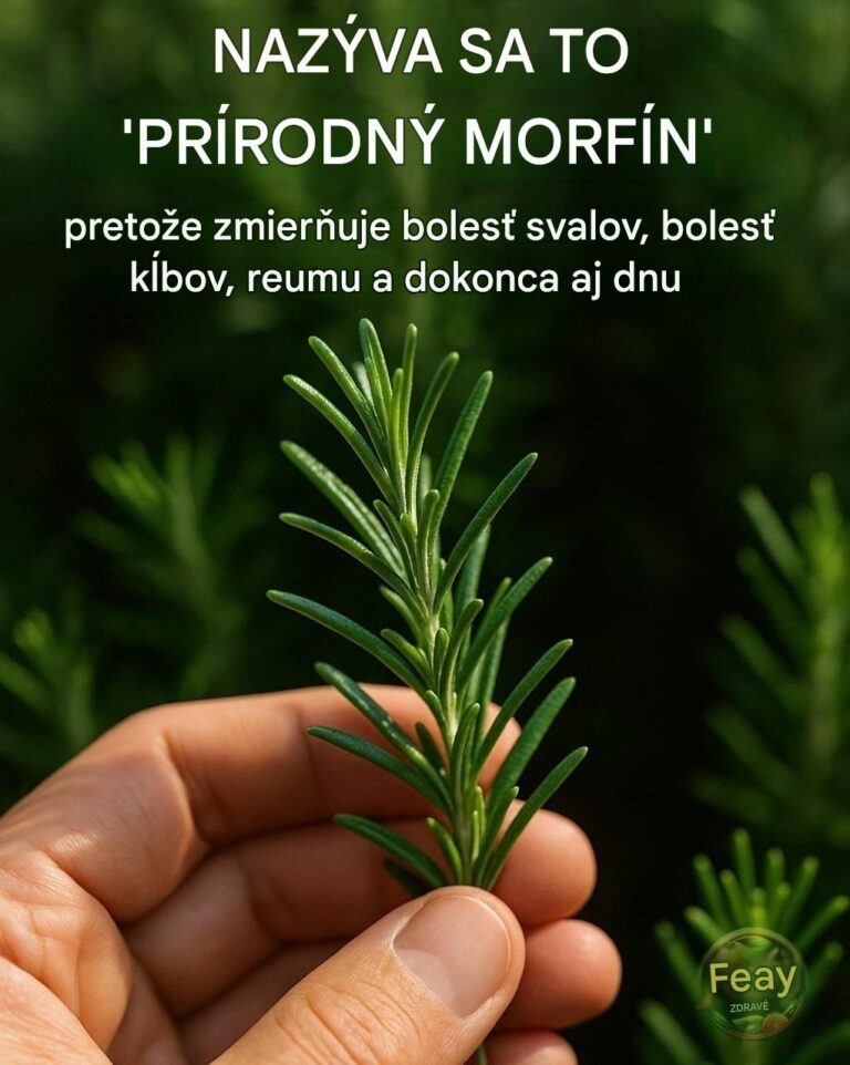 Čo rozmarín skutočne dokáže