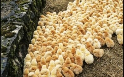 Počas prechádzky lesom som si všimol zvláštne malé žlté guľôčky, ktoré vyzerali ako huby; hlboko ma prekvapilo, čo to v skutočnosti bolo.