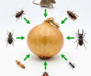 Ako používať cibuľu doma: prírodné tipy na odpudzovanie škodcov