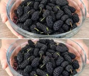Ako pestovať čiernu morušu v kvetináčoch doma a získať veľa ovocia?