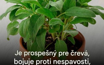 Šalvia, diskrétna bylina, ktorá vylepší vaše jedlá a wellness rituály