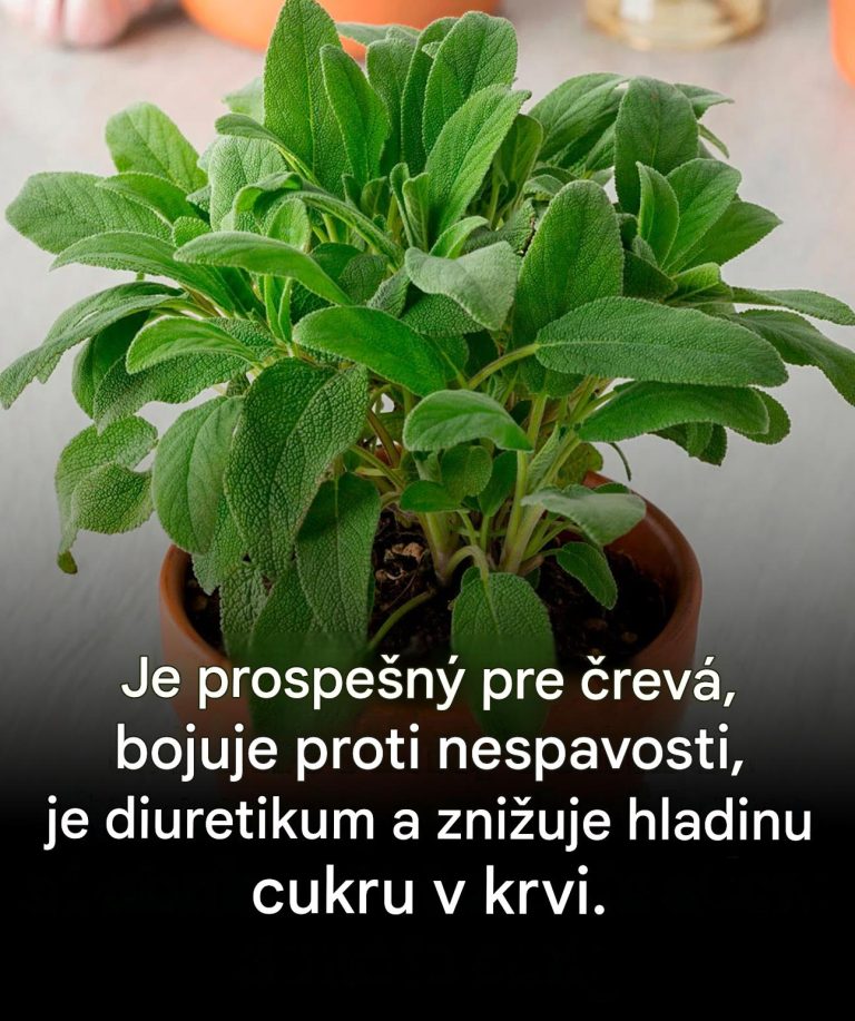 Šalvia, diskrétna bylina, ktorá vylepší vaše jedlá a wellness rituály