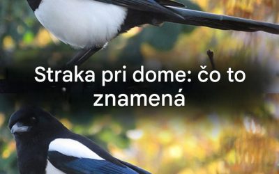 Keď sa straka pozve do vášho domu: čo sa vám snaží povedať?