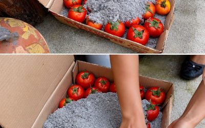 Prirodzené konzervovanie paradajok: tradičná metóda s popolom pre dlhotrvajúcu čerstvosť