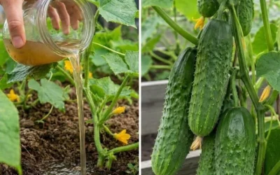 🥒Čím kŕmiť uhorky, aby rýchlo rástli, neochoreli a hojne prinášali ovocie