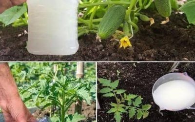 Cesnak, paradajky a uhorky budú rýchlo rásť. Najúčinnejšie hnojivo. Podrobný recept