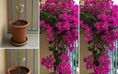 Ako udržať vašu bougainvilleu v kvetináči zdravú, silnú a kvitnúcu po celý rok