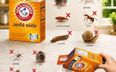 7 prírodných a účinných metód, ako udržať myši mimo vášho domu